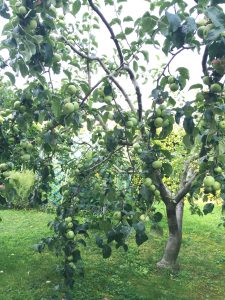 albero di mele